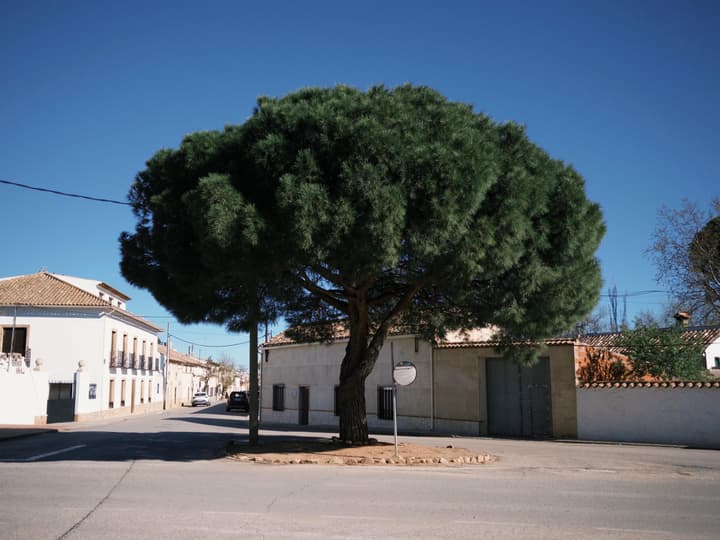 Casas de Haro