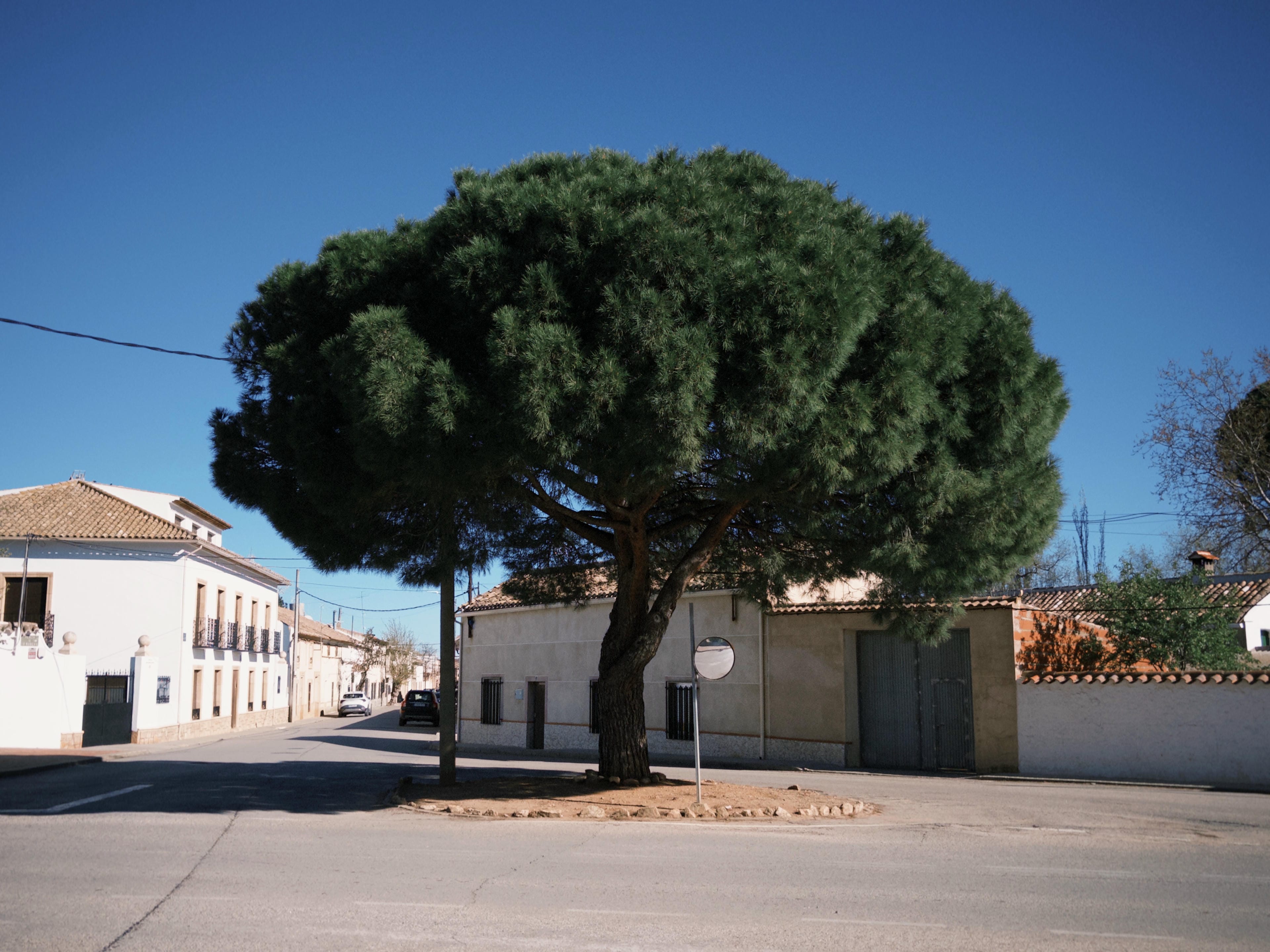 Casas de Haro